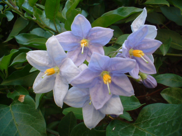 Solanum crispum, Lampranthus e Brugmansia suaveolens